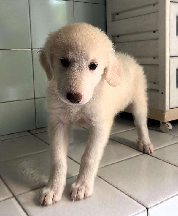 6 Cuccioli Pastore Maremmano